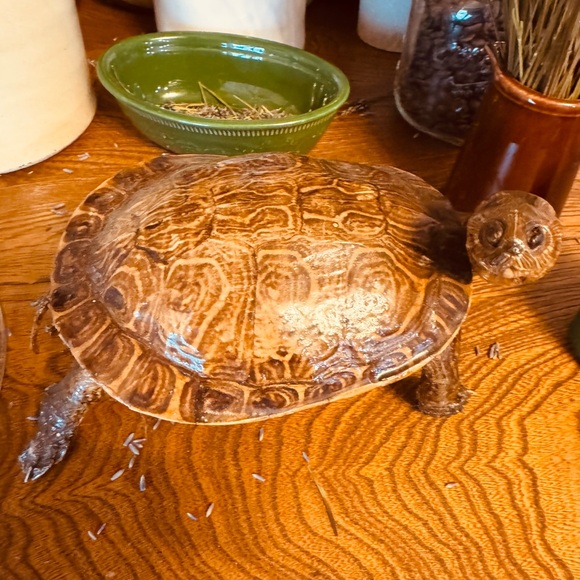 VTG Taxidermy Turtle Made in Mexico, great display piece - Picture 4 of 12